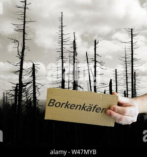 Schild mit der Aufschrift "borkenkäfer". Im Hintergrund tote Bäume im Nationalpark Harz. Stockfoto