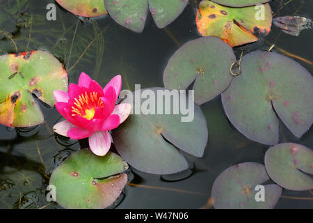 Single Seerose Blume in einem Gartenteich - Johannes Gollop Stockfoto