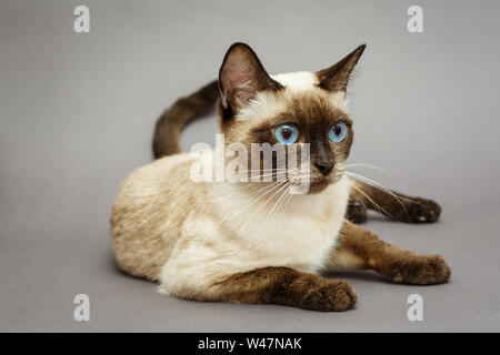 Schöne erwachsene Siamesische Katze, auf grauem Hintergrund Stockfoto