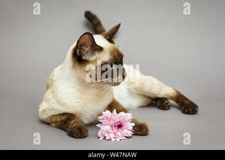 Wunderschöne Siamkatze Blume, auf grauem Hintergrund Stockfoto