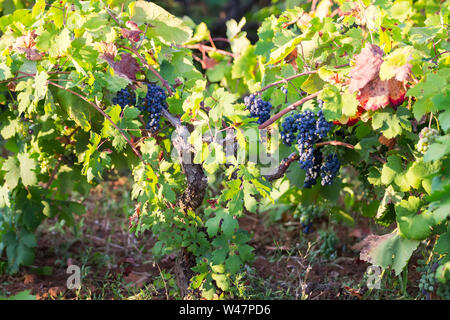 Lecker lila Trauben am Weinstock im Garten Stockfoto