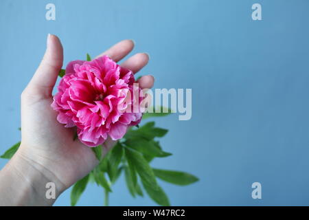 Rosa pion Blume in der Hand der Frauen auf dem blauen Hintergrund. Geschenk für Valentinstag und März 8. Stockfoto