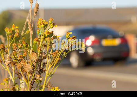 Die Raupen des Zinnober Motte Tyria jacobaeae, Fütterung auf Ragwort, Cardamine pratensis, an der Seite einer viel befahrenen Straße in Gillingham, North Dorset E Stockfoto