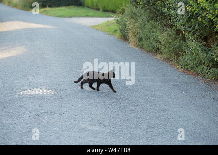 Eine schwarze Katze über eine Landstraße in North Dorset am Abend. Es gibt eine Menge von Aberglauben in Bezug auf die schwarzen Katzen und einige sehen Sie als Symbole Stockfoto