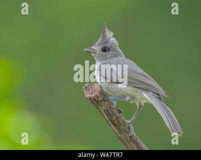 North American kleine wilde songbird Getuftete Meise Baeolophus bicolor thront auf Ast. Stockfoto