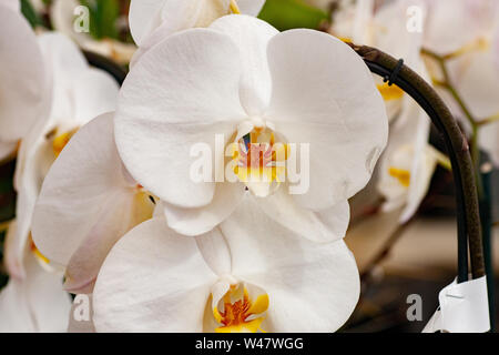 Flora Blumen Weiße Phalaenopsis Orchidee Paar Closeup Gelb Zentren Stockfoto