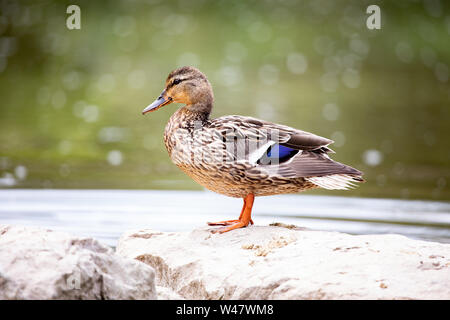 Fauna Vögel Zugvögel männliche Stockente stehen konkrete Teich Hintergrund Stockfoto