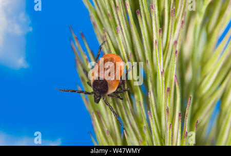 Infizierten weiblichen Rotwild Zecken lauern im Gras Ohr. Ixodes ricinus, spica. Milbe detail. Acari. Fed Parasiten. In der Natur der Gefahr. Enzephalitis, Lyme Krankheit. Stockfoto