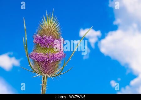 Blühende Karde detail. Lila Gurte eiförmig flowerhead. Grüne Dornen. Dipsacus. Wild Heilpflanze auf sonnigen blauen Himmel Hintergrund. Lyme Krankheit kurieren. Stockfoto