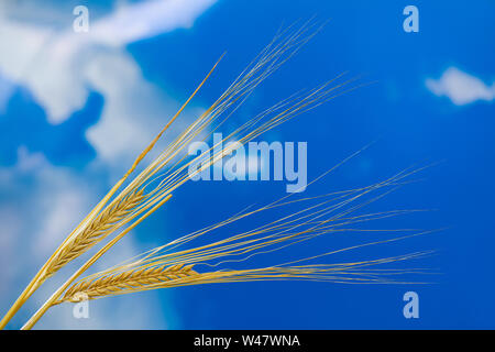 Zweireihige Gerste Ohren closeup auf blauen Himmel Hintergrund. Hordeum vulgare. Natürliche golden Müsli Spikes mit reifen Körnern und lange Grannen. Sommer Ernte. Bauernhof. Stockfoto