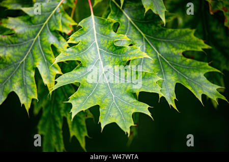 Flora Bäume Eiche grüne Blatt Sommer Frische starre Muster und Adern Stockfoto