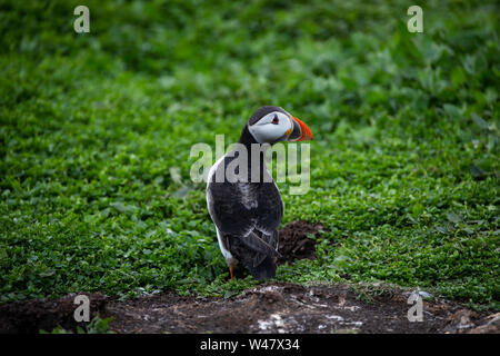 Atlantic puffin Fratercula arctica aus Graben und im Profil auf einem grasbewachsenen Hügel während der Brutzeit in Großbritannien. Stockfoto