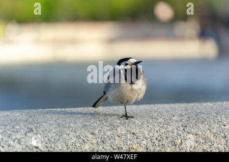 Eine schwarze Kappe Chickadee thront auf einer Wand mit einem Fluss Hintergrund. Stockfoto