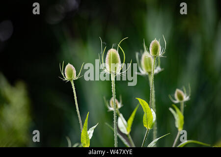 Flora Wildblumen mehrjährig Stier Thistle Kopf neues Wachstum auf grünem Wald Hintergrund Stockfoto