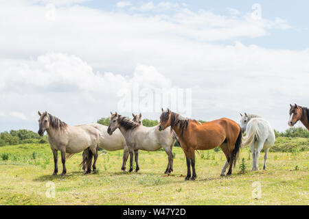 Herde von wilden Küsten Ponys auf grasbewachsenen Dünen. Insel Anglesey im Norden von Wales, Großbritannien Stockfoto