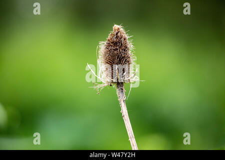 Flora Wildblumen mehrjährig Stier Thistle Kopf alte Wachstum auf grünem Wald Hintergrund Stockfoto