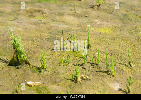 Close up Aufnahmen von wilden Queller am sandigen Ufer wachsen. Insel Anglesey im Norden von Wales, Großbritannien Stockfoto