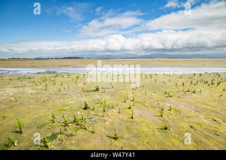 Wild Queller am sandigen Ufer. Insel Anglesey im Norden von Wales, Großbritannien Stockfoto