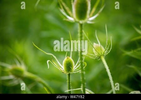 Flora Wildblumen mehrjährig Stier Thistle Kopf neues Wachstum auf grünem Wald Hintergrund Stockfoto