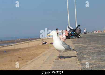 Möwe auf dem Bürgersteig in der Nähe nach oben schießen auf hellen, sonnigen Frühlingstag. Rhyl in Nord Wales, Großbritannien Stockfoto