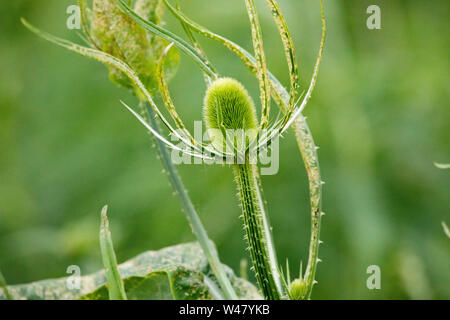 Flora Wildblumen mehrjährig Stier Thistle Kopf neues Wachstum auf grünem Wald Hintergrund Stockfoto