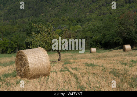 Heu Rollen in einem Feld in der Nähe von Fossombrone, Marken, Italien Stockfoto