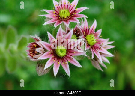Flora Blumen saftige Neue Blüten Hühner und Küken Crassulaceae Closeup Stockfoto