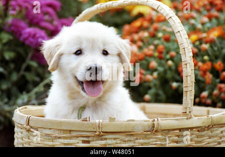 Golden Retriever Welpen in einem Korb sitzen Stockfoto