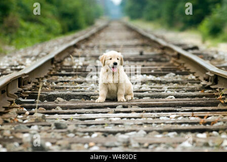 Golden Retriever Welpen sitzen auf Eisenbahnschienen Stockfoto