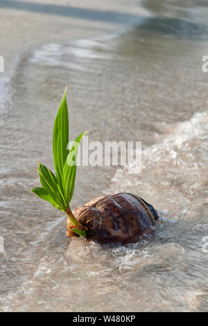 Keimen, Cocos nucifera Kokosnuss'' am Strand, an der Küste Gezeiten, Kona, Pazifischer Ozean, Hawaii. Stockfoto