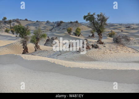 Gruppe von Wüsten-Pappel-Populus-Euhratica-Bäumen. Taklamakan Desert-Xinjiang-China-0338 Stockfoto