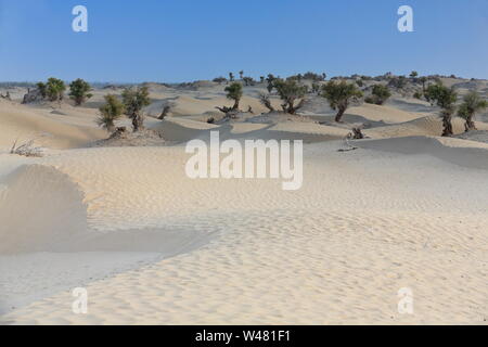 Gruppe von Wüsten-Pappel-Populus-Euhratica-Bäumen. Taklamakan Desert-Xinjiang-China-0340 Stockfoto