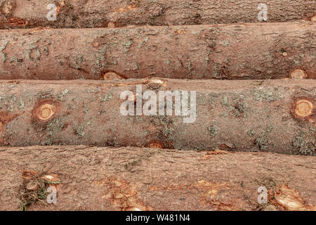 Gefällten Kiefern im Wald. Abholzung Umweltschäden. Die Zerstörung der Natur. Stockfoto