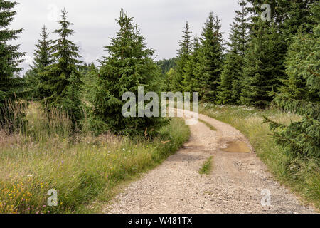 Pinien Wald Landschaft und Grüne Wiese mit bewölktem Himmel. Tara National Park. Stockfoto