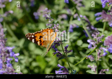 Distelfalter in Orange mit weißen, braunen Flecken, in einer Salbei Blüte Stockfoto