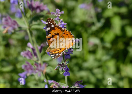 Distelfalter in Orange mit weißen, braunen Flecken, in einer Salbei Blüte Stockfoto