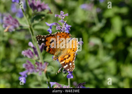 Distelfalter in Orange mit weißen, braunen Flecken, in einer Salbei Blüte Stockfoto