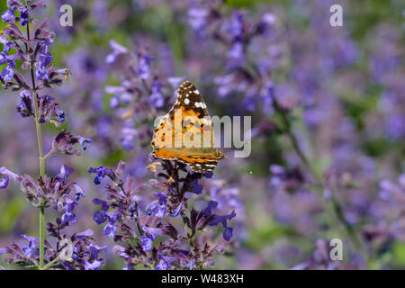 Distelfalter in Orange mit weißen, braunen Flecken, in einer Salbei Blüte Stockfoto