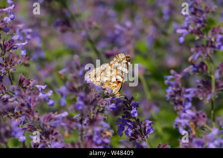 Distelfalter in Orange mit weißen, braunen Flecken, in einer Salbei Blüte Stockfoto