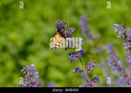 Distelfalter in Orange mit weißen, braunen Flecken, in einer Salbei Blüte Stockfoto