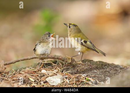 Nach goldcrest Feeds ein gewordener Vogel baby Vogel auf dem Boden. Die Goldcrest Regulus Regulus ist Britains kleinsten Vogel Stockfoto