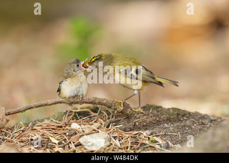 Goldcrest vogel Feeds ein junger Junge Baby Vogel mit offenem Schnabel. Die Goldcrest Regulus Regulus ist Britains kleinsten Vogel. Stockfoto