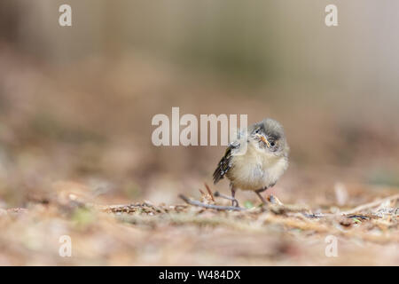 Die Jungen flügge, ein Baby Goldcrest Vogel, alleine auf der Erde, in einem Garten mit kopieren. Die Goldcrest Regulus Regulus ist Britains kleinsten Vogel. Stockfoto