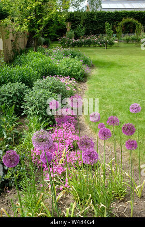 Allium Blumen lila Gefühl in ein Blumenbeet eines typischen Englischen Garten Stockfoto