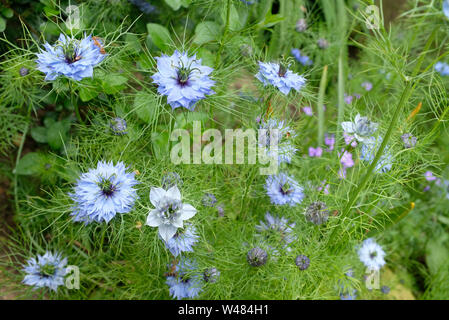 Liebe-in-a-mist Blumen, Nigella damascena Miss Jekyll, in einem Garten Grenze festlegen. Stockfoto