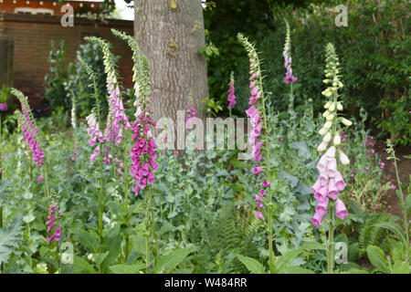 Gemeinsame Fingerhut, Digitalis purpurea, in einem englischen Woodland Garden Stockfoto