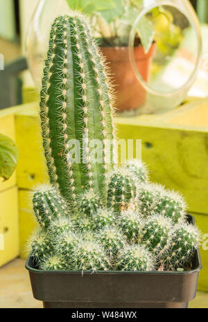 Echinopsis Lobivia aurea shaferi in einem Topf im Innenbereich Stockfoto