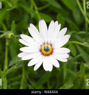 Einzelne weiße Cape daisy flower, Osteospermum, in einem quadratischen Format ideal für eine Grußkarte design Stockfoto