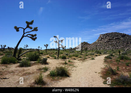 Joshua Tree Nationalpark Stockfoto