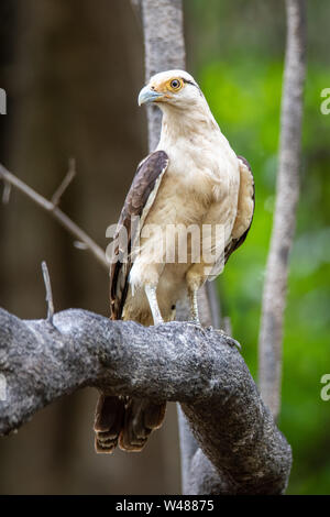 Colombien (Aegithalos caudatus) im Peruanischen Amazonas Dschungel Stockfoto
